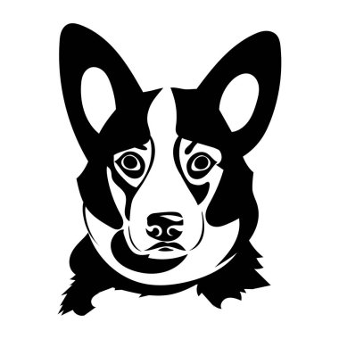 Galce Corgi portresi 