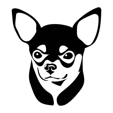 chihuahua portresi