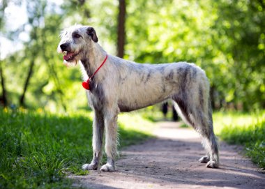 İrlandalı wolfhound portre