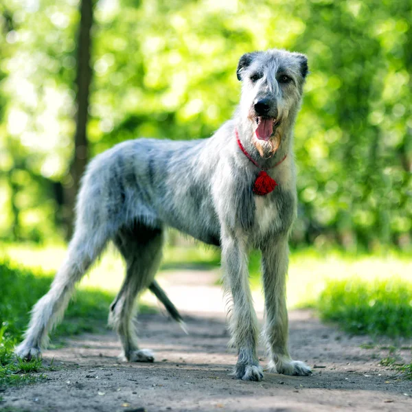 Ιρλανδικό wolfhound πορτρέτο — Φωτογραφία Αρχείου
