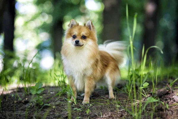 Pomeranian Spitz Cao Junto Uma Arvore Parque Fotografias De Stock C Ots Photo