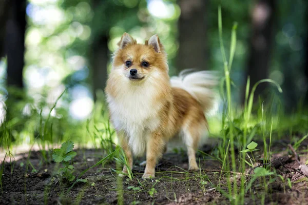 かわいいポメラニア犬 — ストック写真