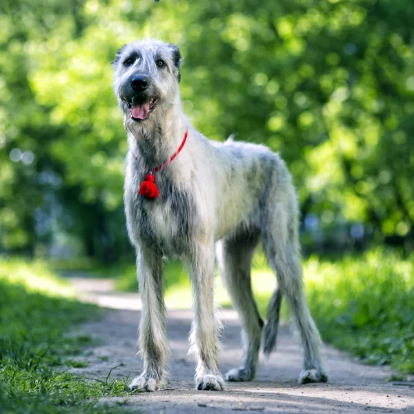İrlandalı wolfhound portre — Stok fotoğraf
