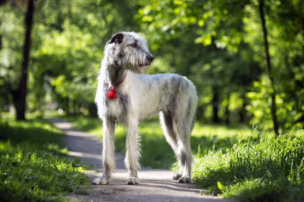 Retrato irlandês de Wolfhound — Fotografia de Stock