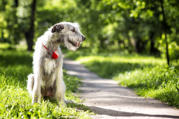 Retrato de Wolfhound irlandés — Foto de Stock