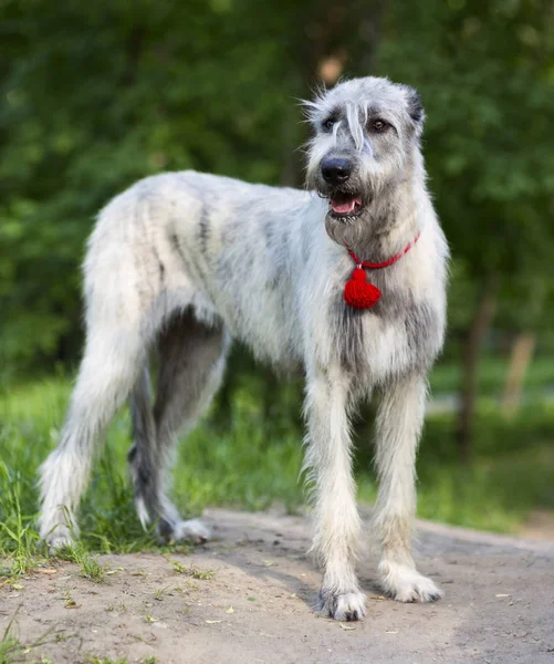 Retrato irlandês de Wolfhound — Fotografia de Stock