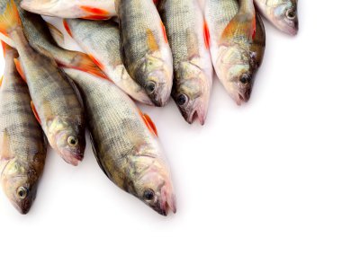 Beyaz üstüne tünemiş.