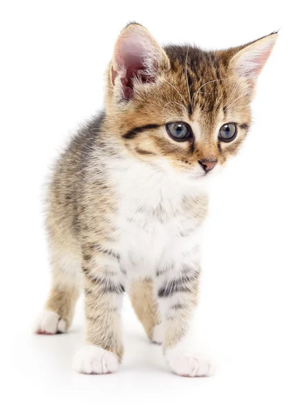 Kitten op witte achtergrond. — Stockfoto