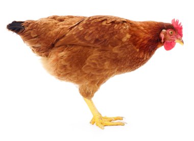 izole kahverengi tavuk.
