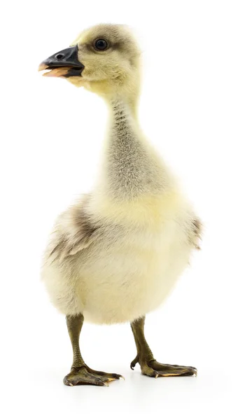 Gosling isoliert. — Stockfoto