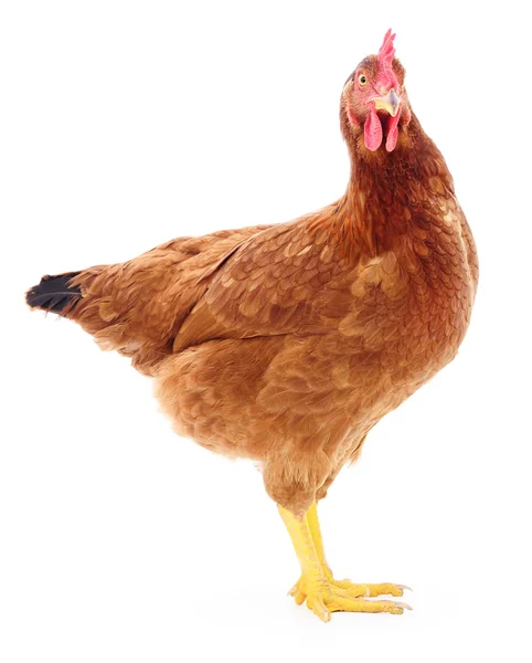 Brown hen isolated. — Stock Photo, Image