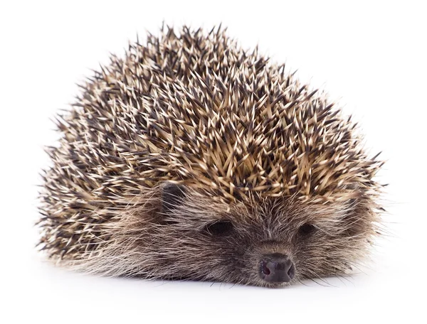 Hedgehog op wit. — Stockfoto