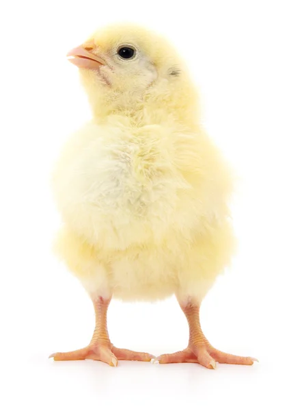 Lille gul kylling - Stock-foto