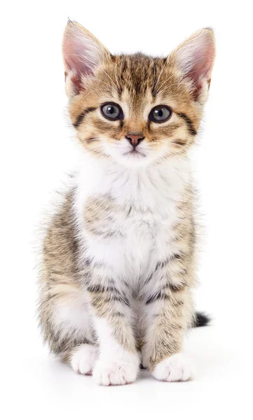 Kitten on white background. — Stock Photo, Image