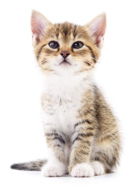 Beyaz zemin üzerinde kedi yavrusu.