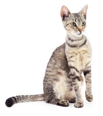 Beyaz zemin üzerinde kedi yavrusu.