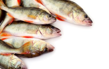 Beyaz üstüne tünemiş.