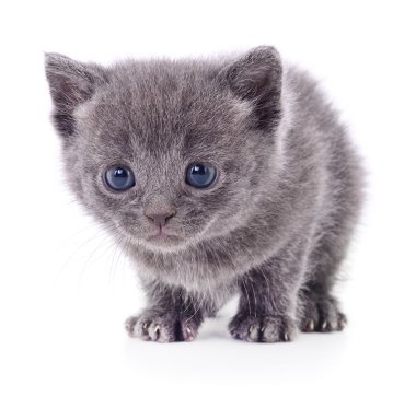 Beyaz zemin üzerinde kedi yavrusu.