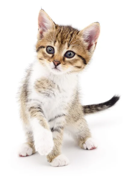 Kitten op witte achtergrond. — Stockfoto