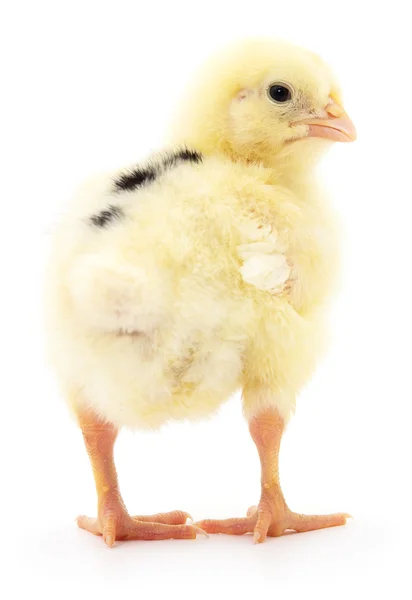 Small yellow chicken — Stock Photo, Image