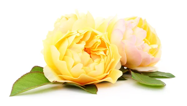 Mooie gele rozen. — Stockfoto