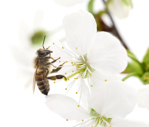 Honingbij en witte bloemen — Stockfoto