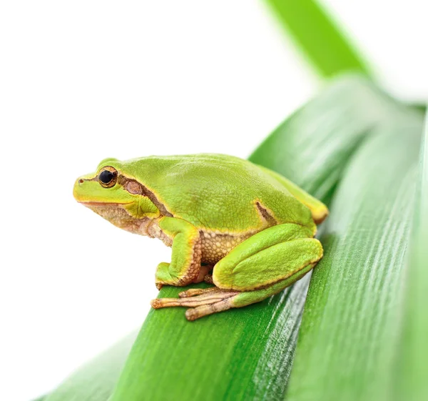 Žába sedící na listu — Stock fotografie