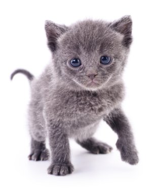 Beyaz zemin üzerinde kedi yavrusu.