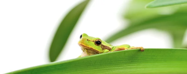 Sapo sentado em uma folha — Fotografia de Stock