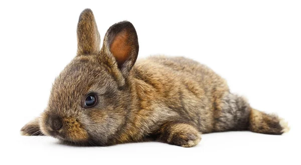 Conejo marrón conejo . — Foto de Stock