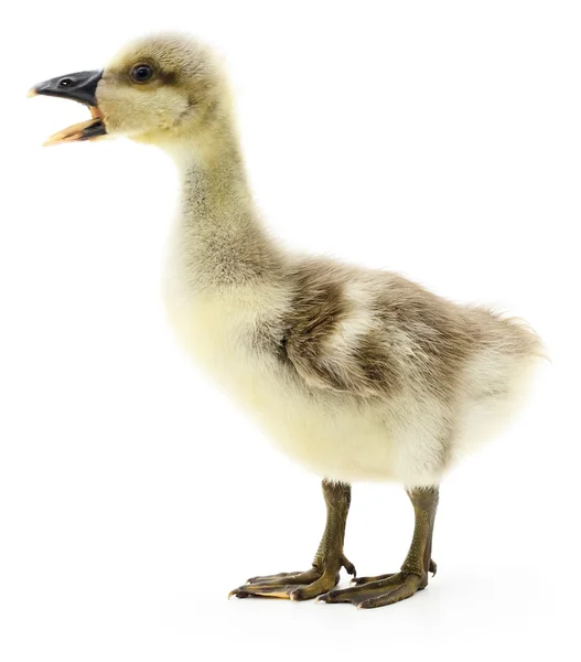 Petit gosling isolé . — Photo