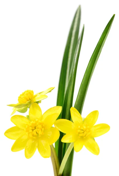 Izole sarı çiçek — Stok fotoğraf