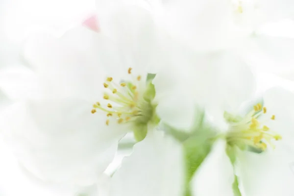 Weiße Blumen Hintergrund — Stockfoto