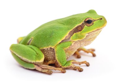 yeşil kurbağa izole.