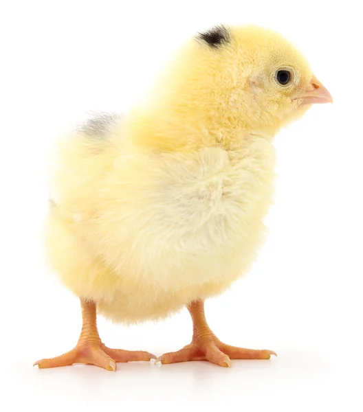 Small yellow chicken — Stock Photo, Image