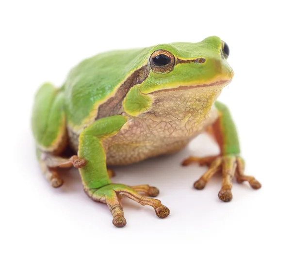 Zelená žába isollated. — Stock fotografie