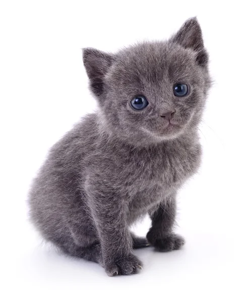 Gatinho no fundo branco. — Fotografia de Stock