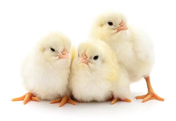 Trois poussins mignons . — Photo