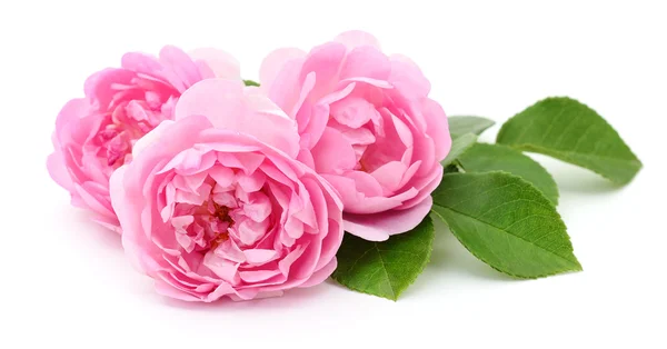 Schöne rosa Rosen. — Stockfoto