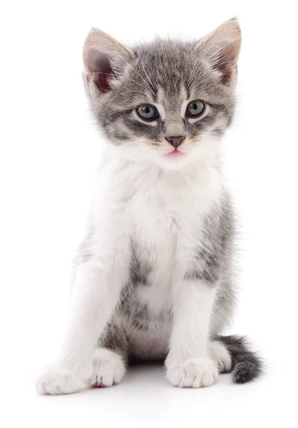 Kätzchen auf weißem Hintergrund. — Stockfoto