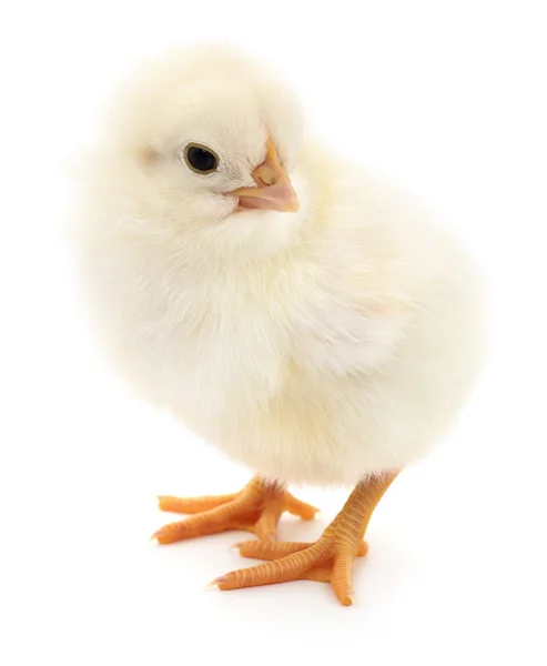 Small yellow chicken — Stock Photo, Image