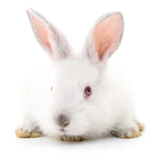 White bunny rabbit. Stock Picture