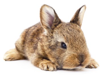 kahverengi tavşan tavşan.