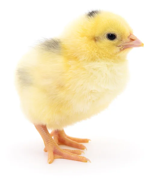 Kis sárga csirke — Stock Fotó