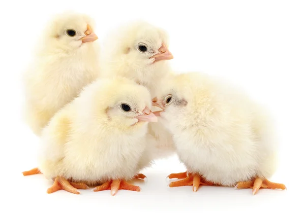 Four cute chicks isolated on white. — ストック写真