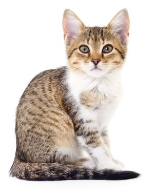 Beyaz zemin üzerinde kedi yavrusu.