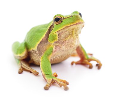 küçük ağaç kurbağası.