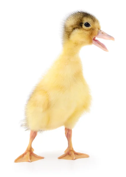 Bir sarı ördek yavrusu — Stok fotoğraf