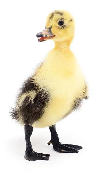 One yellow duckling — Stock Photo, Image