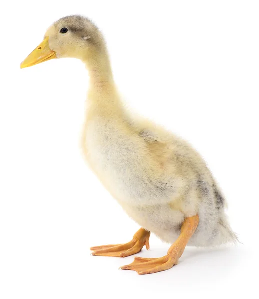 One yellow duckling — Stock Photo, Image